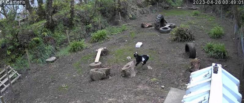 Goats Alpacas And Pigs - Image 4