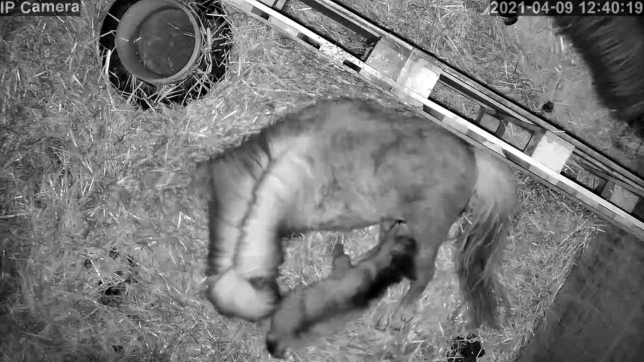 Horses And Foaling - Image 2