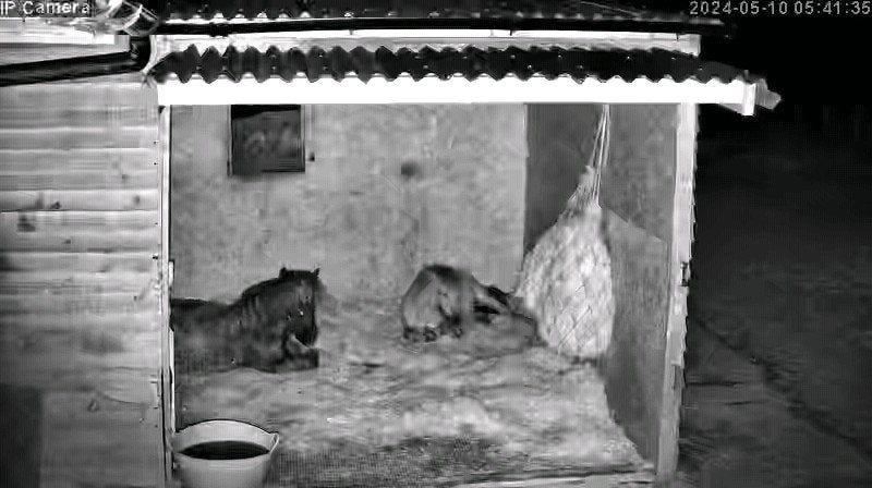 Horses And Foaling - Image 4