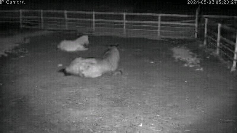 Horses And Foaling - Image 5