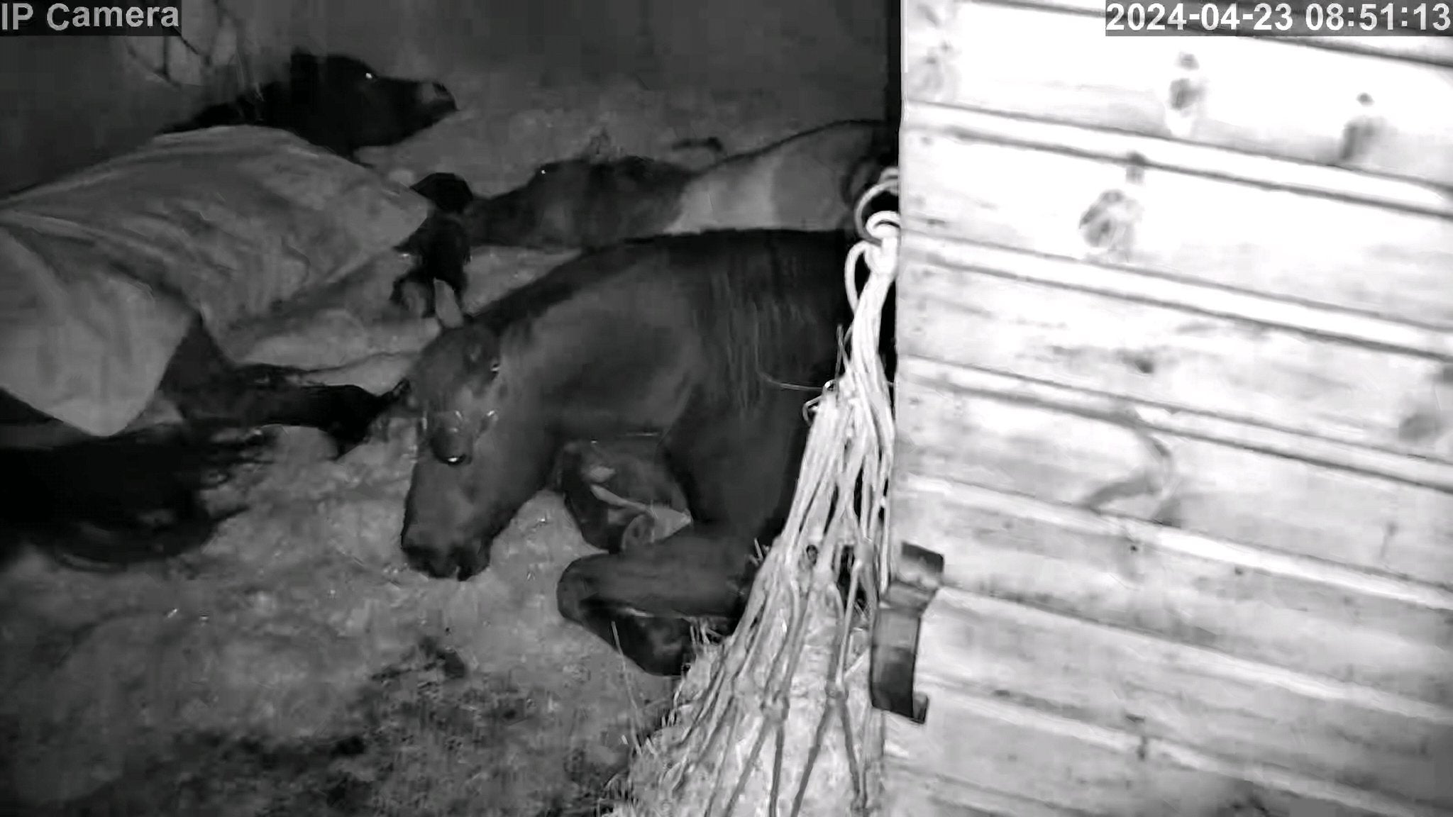 Horses And Foaling - Image 6
