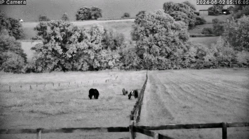 Horses And Foaling - Image 7