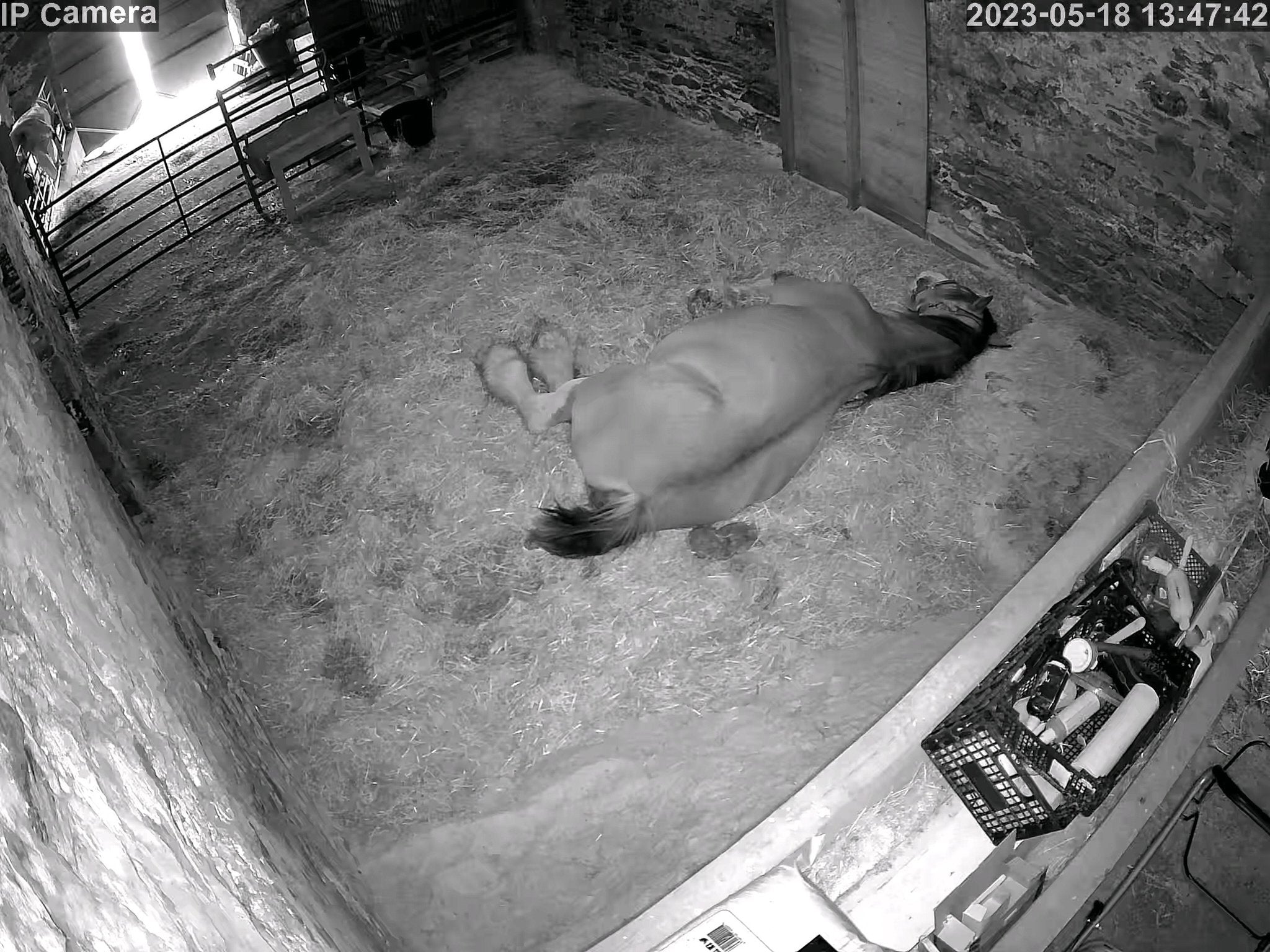Horses And Foaling - Image 8