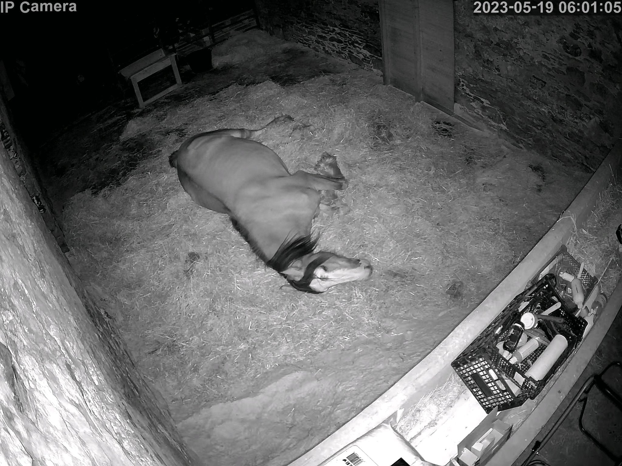 Horses And Foaling - Image 9