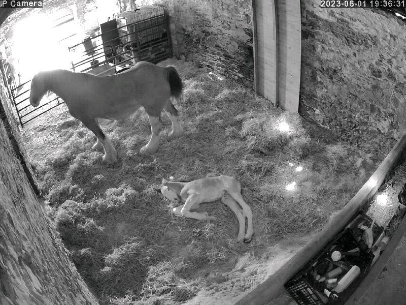 Horses And Foaling - Image 10