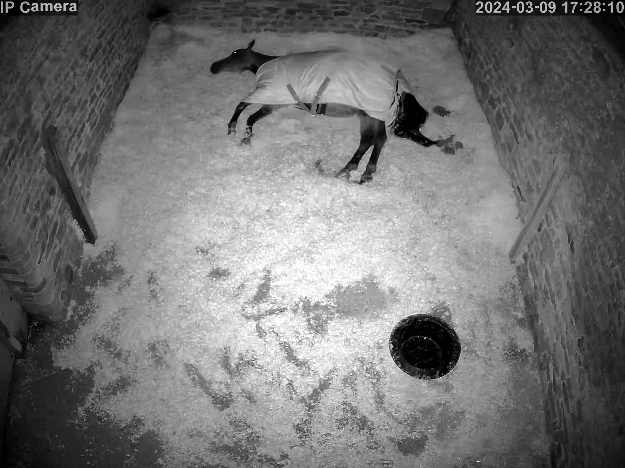 Horses And Foaling - Image 11