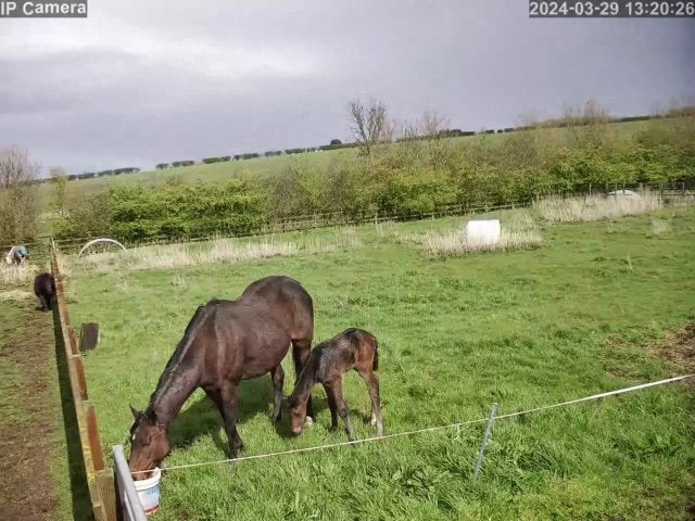Horses And Foaling - Image 15