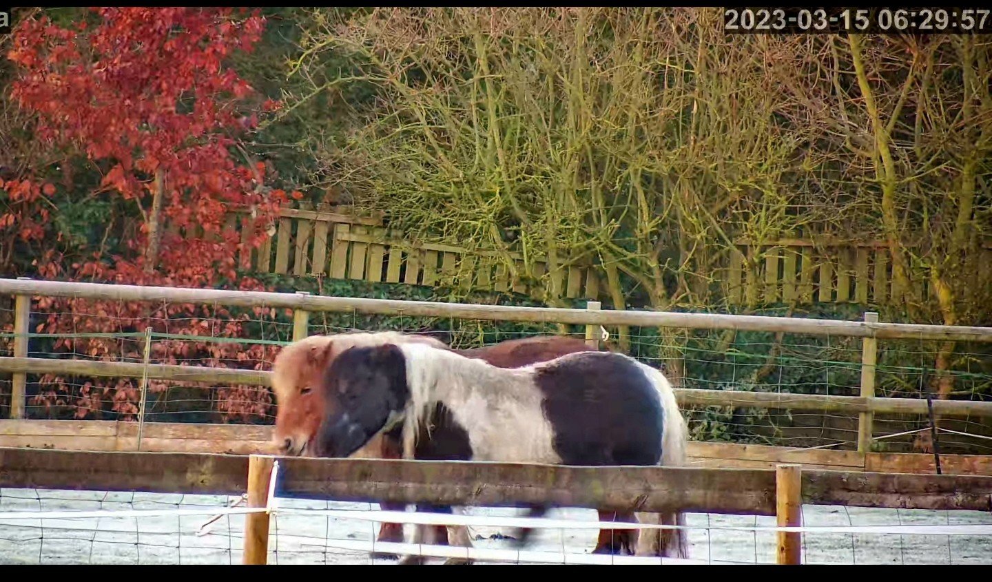 Horses And Foaling - Image 16
