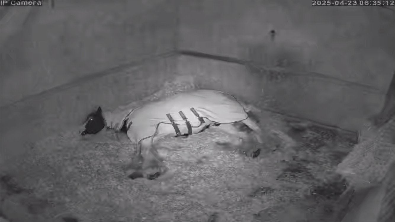 Horses And Foaling - Image 17