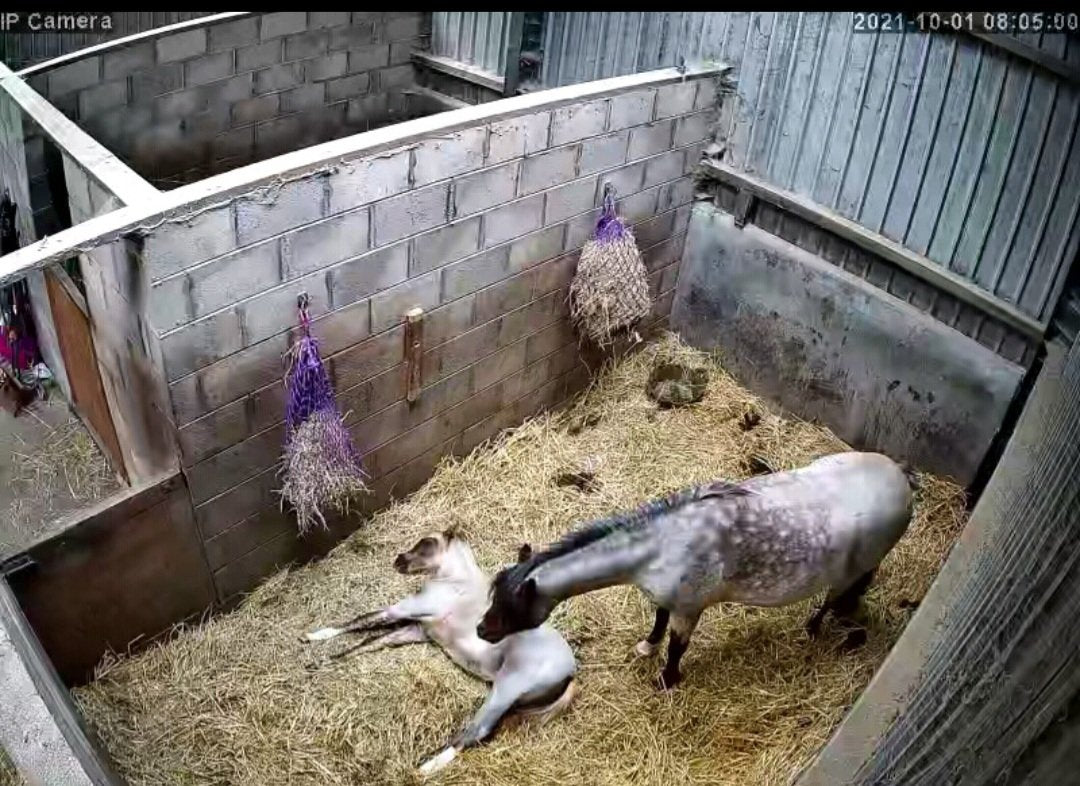 Horses And Foaling - Image 18