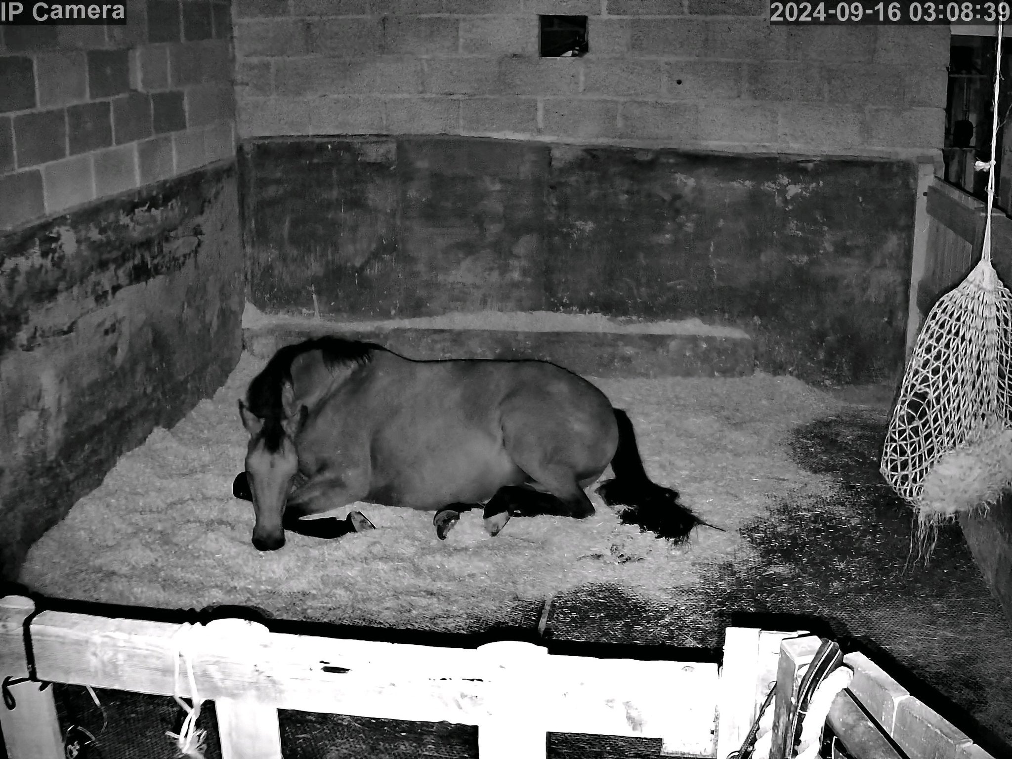 Horses And Foaling - Image 19