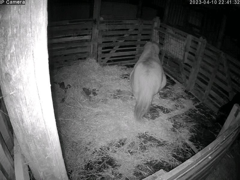 Horses And Foaling - Image 20
