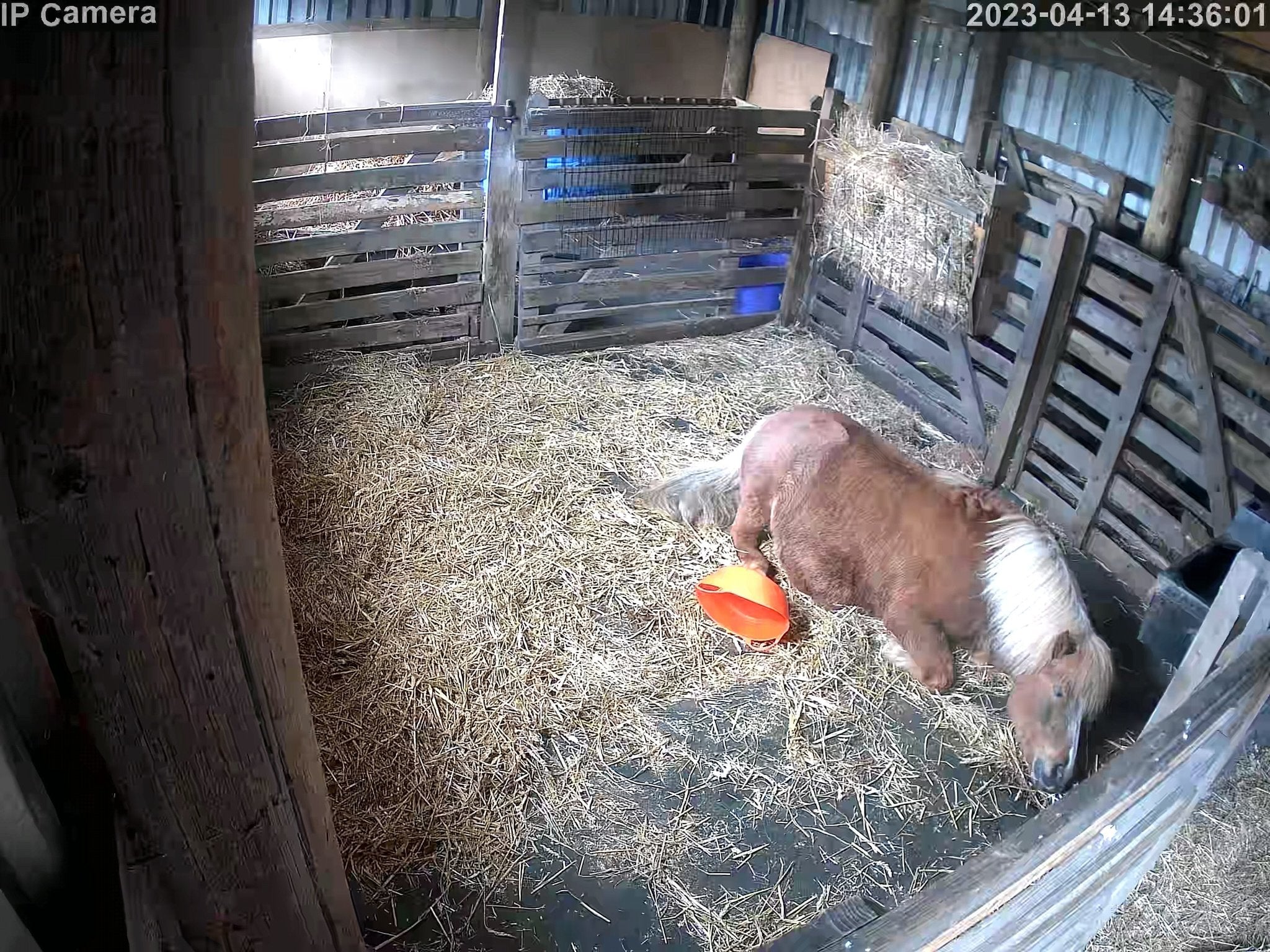 Horses And Foaling - Image 21