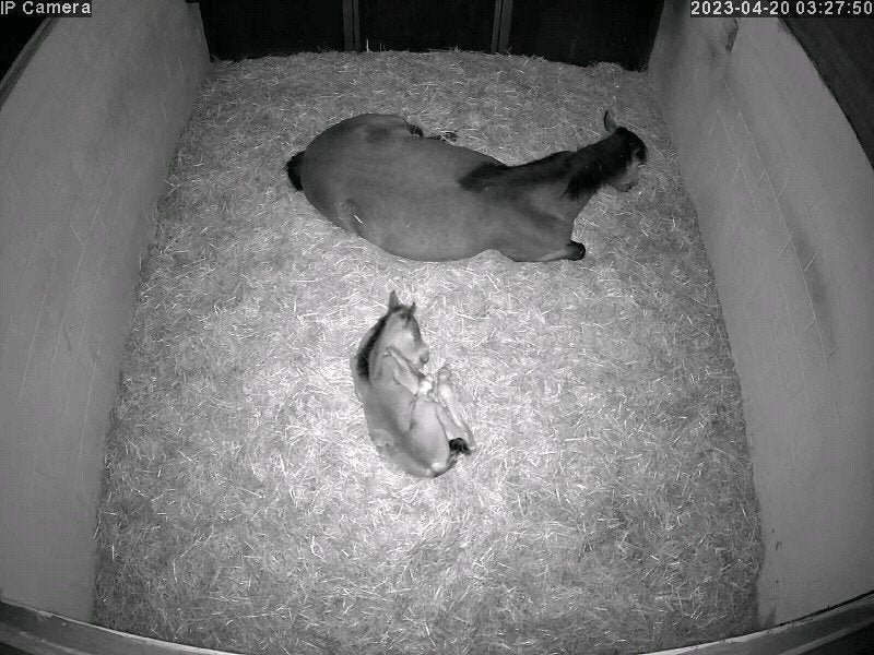 Horses And Foaling - Image 22