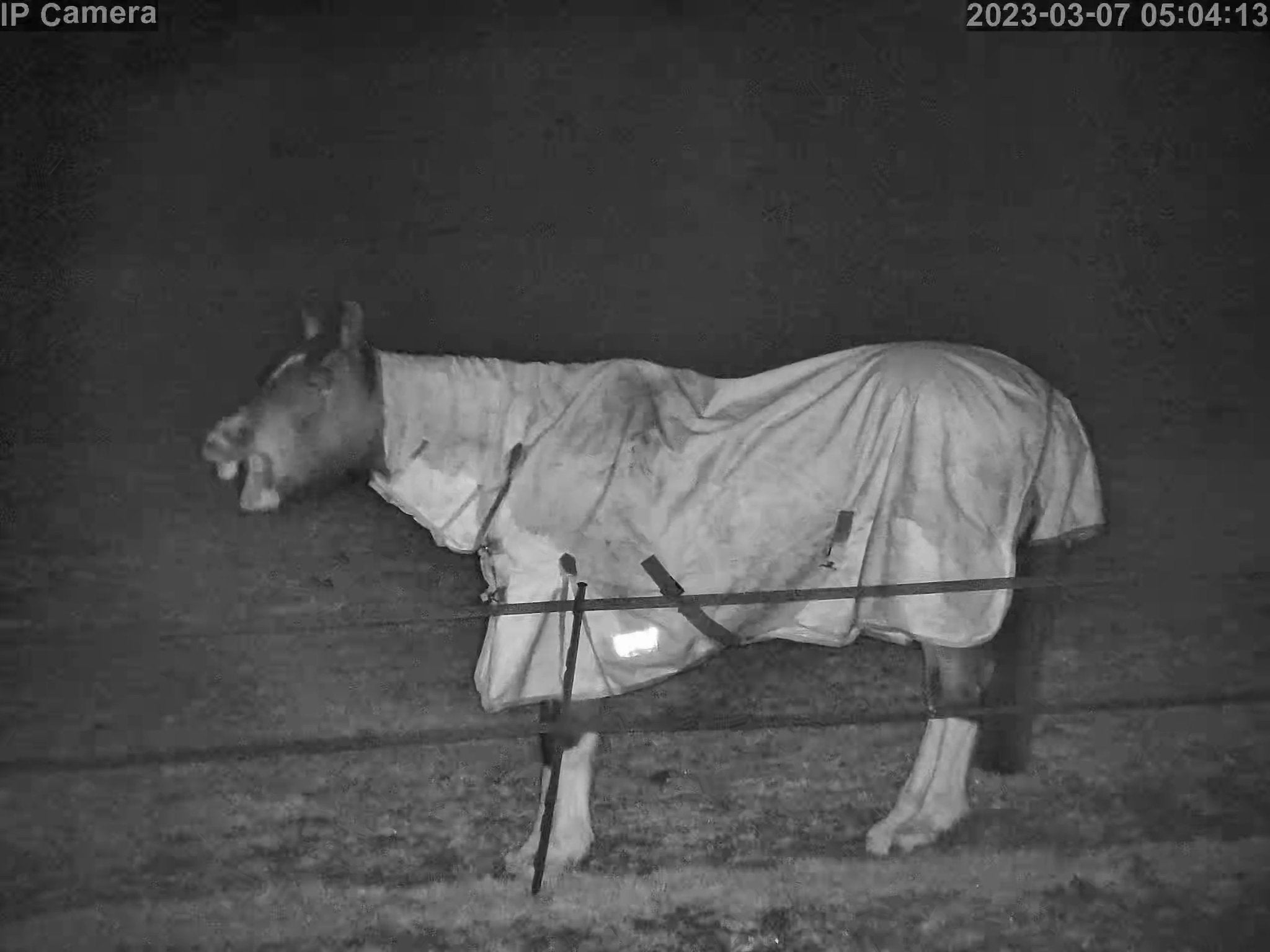 Horses And Foaling - Image 23