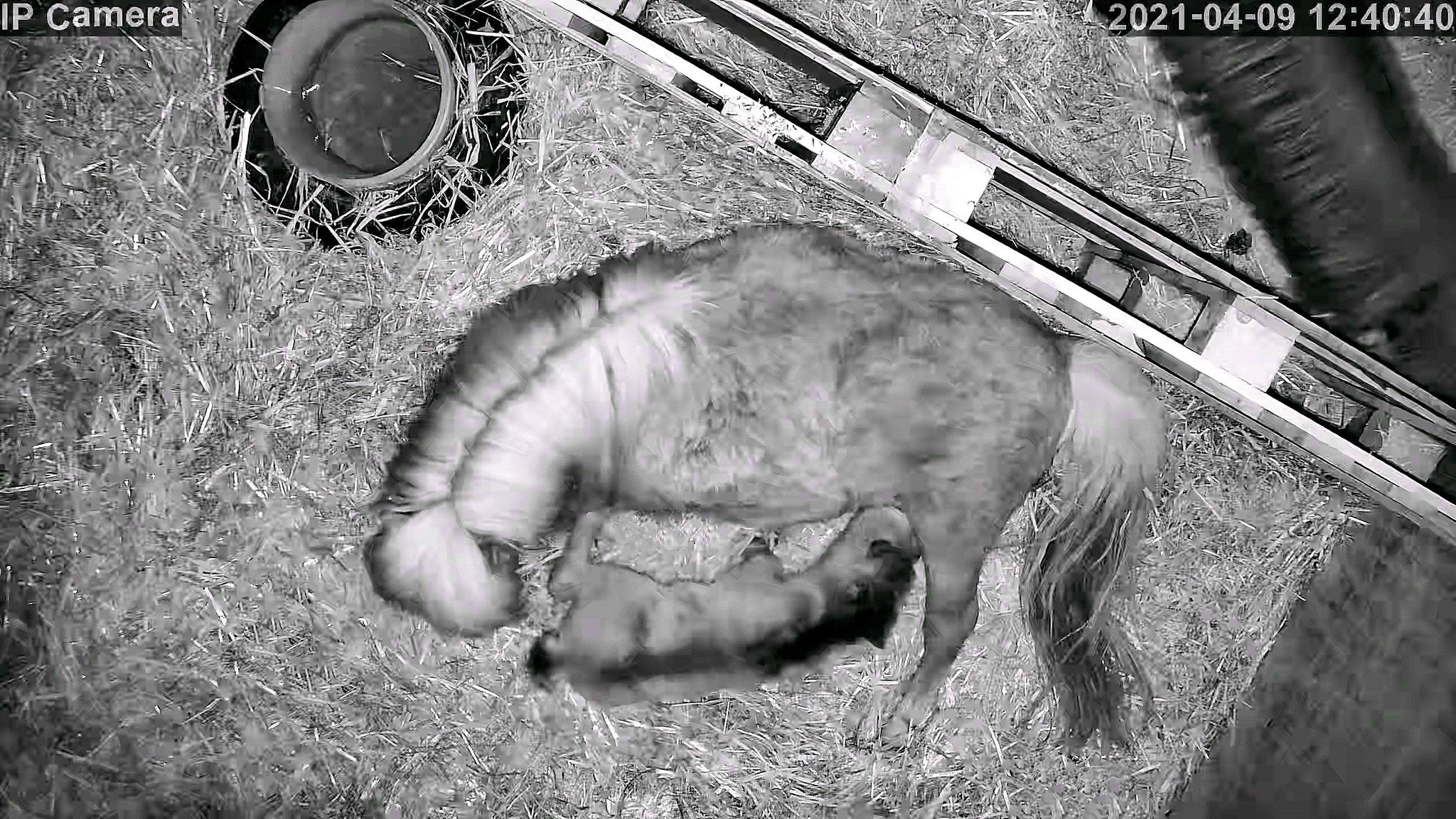 Horses And Foaling - Image 24