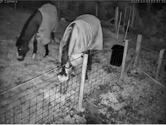 Horses And Foaling - Image 25