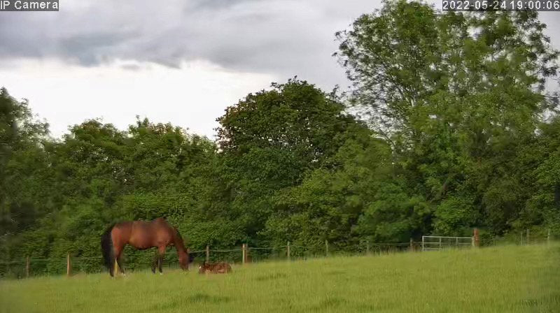 Horses And Foaling - Image 26