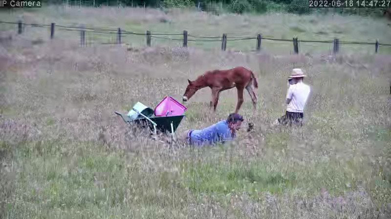 Horses And Foaling - Image 27