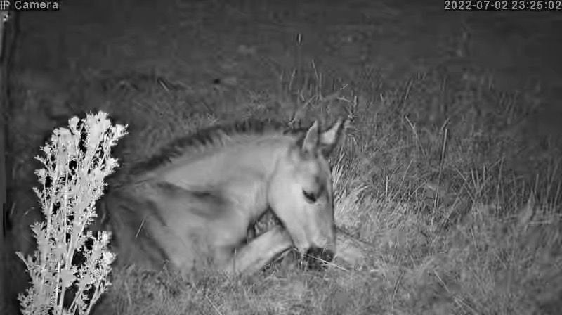 Horses And Foaling - Image 28
