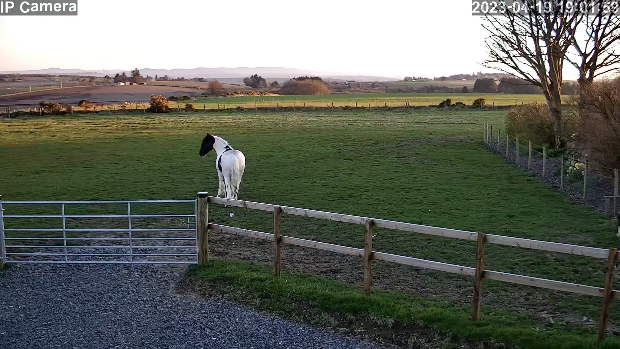 Horses And Foaling - Image 29