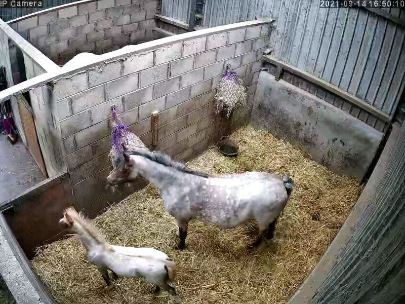 Horses And Foaling - Image 30