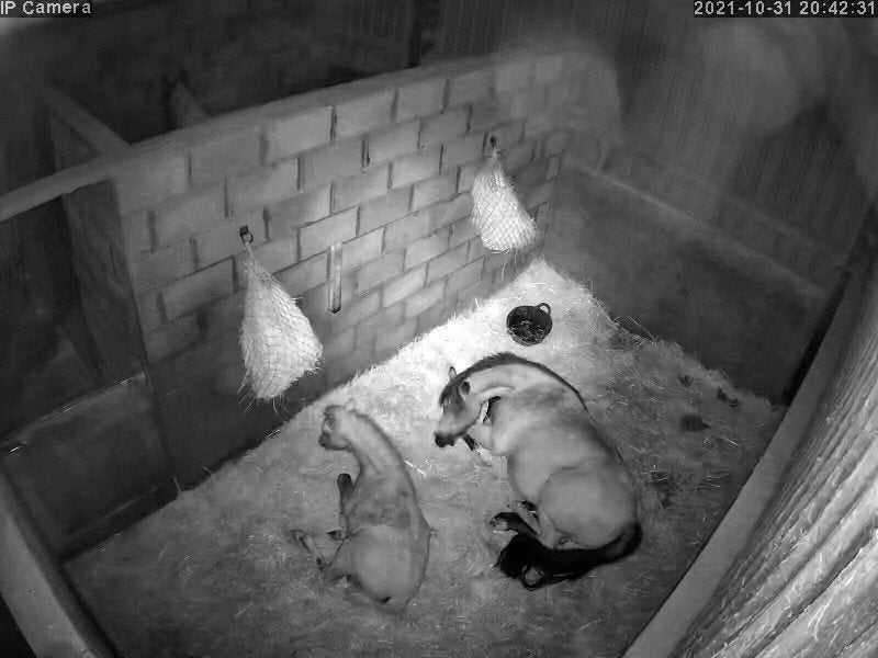 Horses And Foaling - Image 31