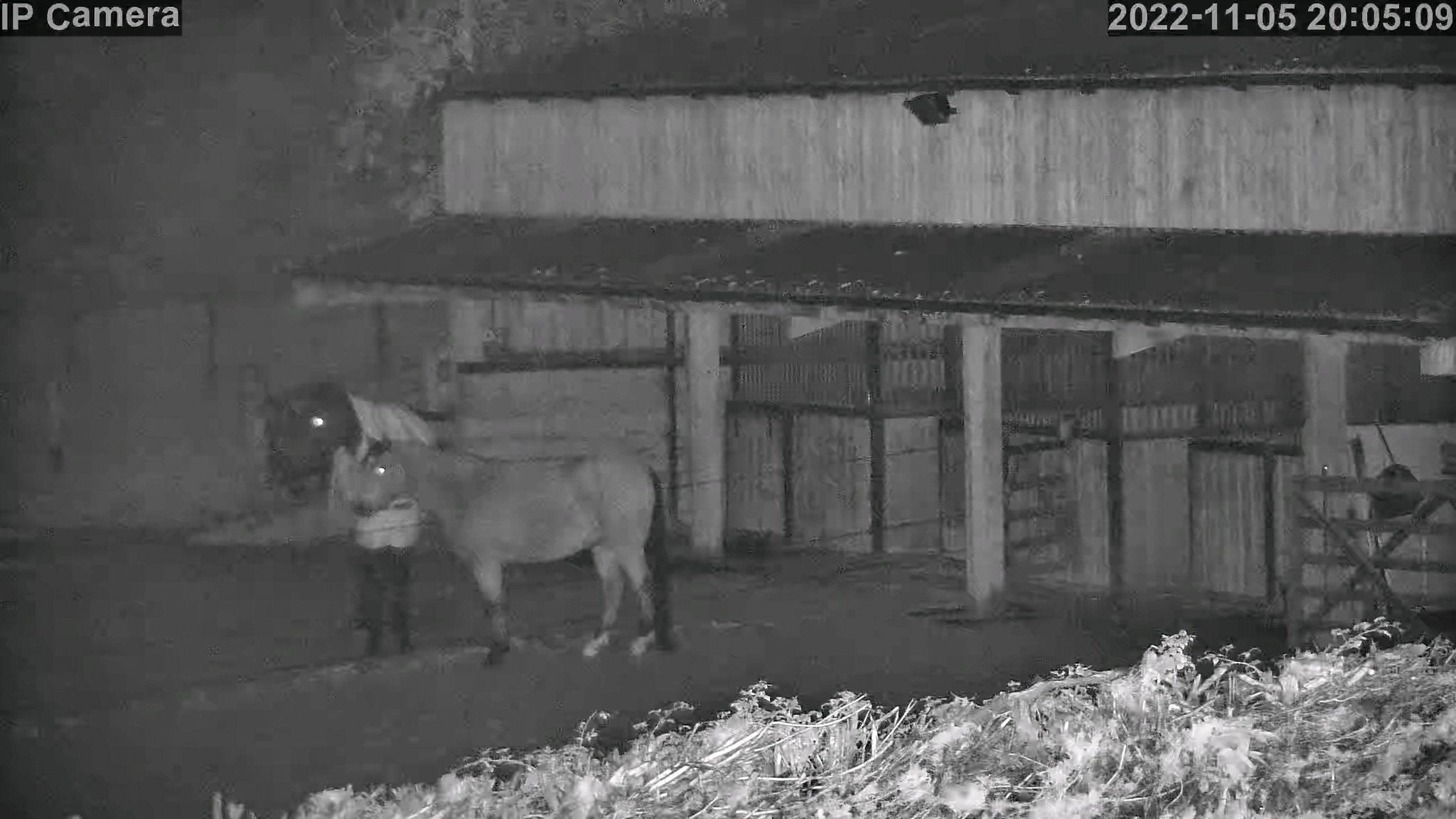 Horses And Foaling - Image 32