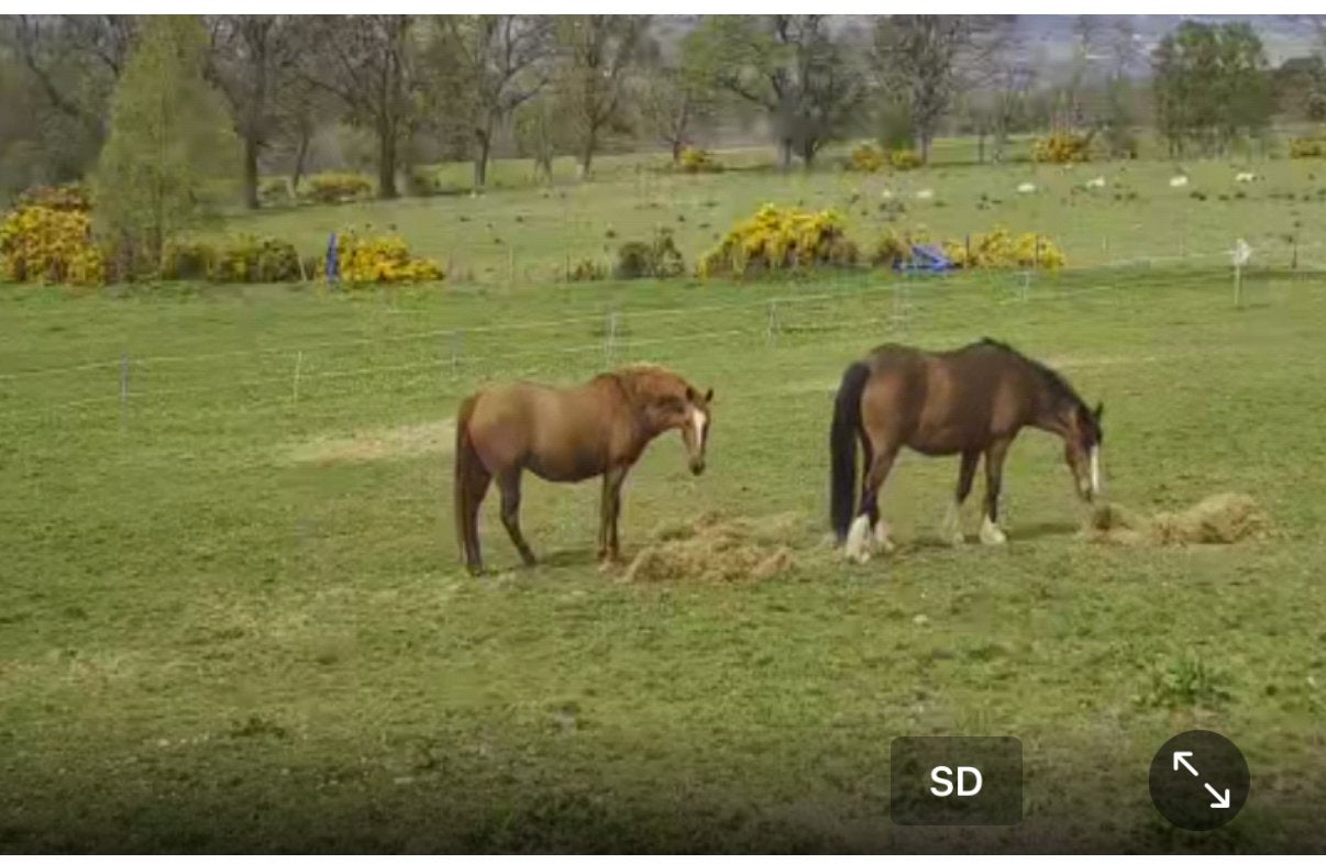 Horses And Foaling - Image 33