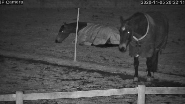 Horses And Foaling - Image 34
