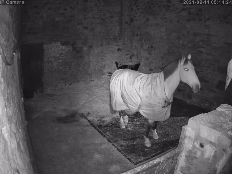 Horses And Foaling - Image 35