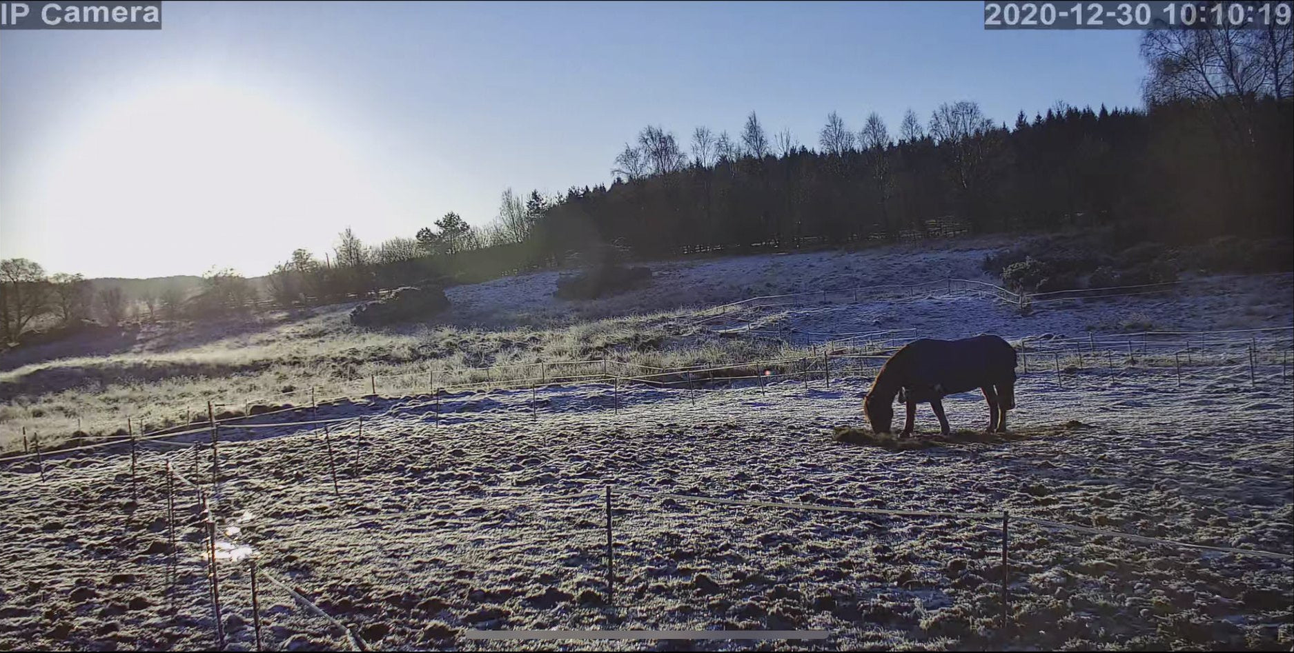 Horses And Foaling - Image 36