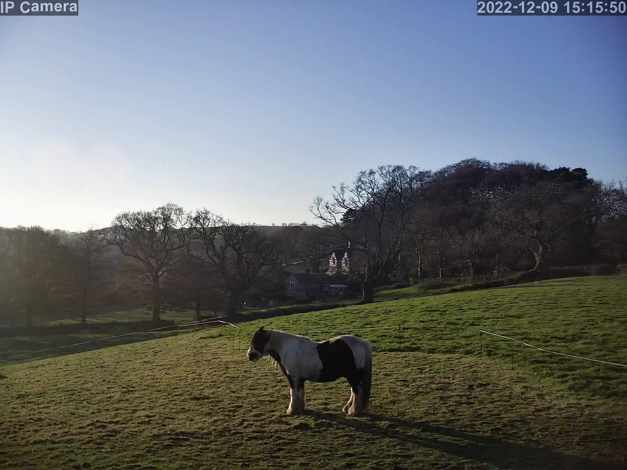 Horses And Foaling - Image 37