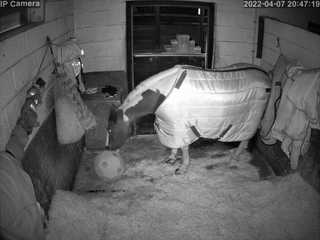 Horses And Foaling - Image 38