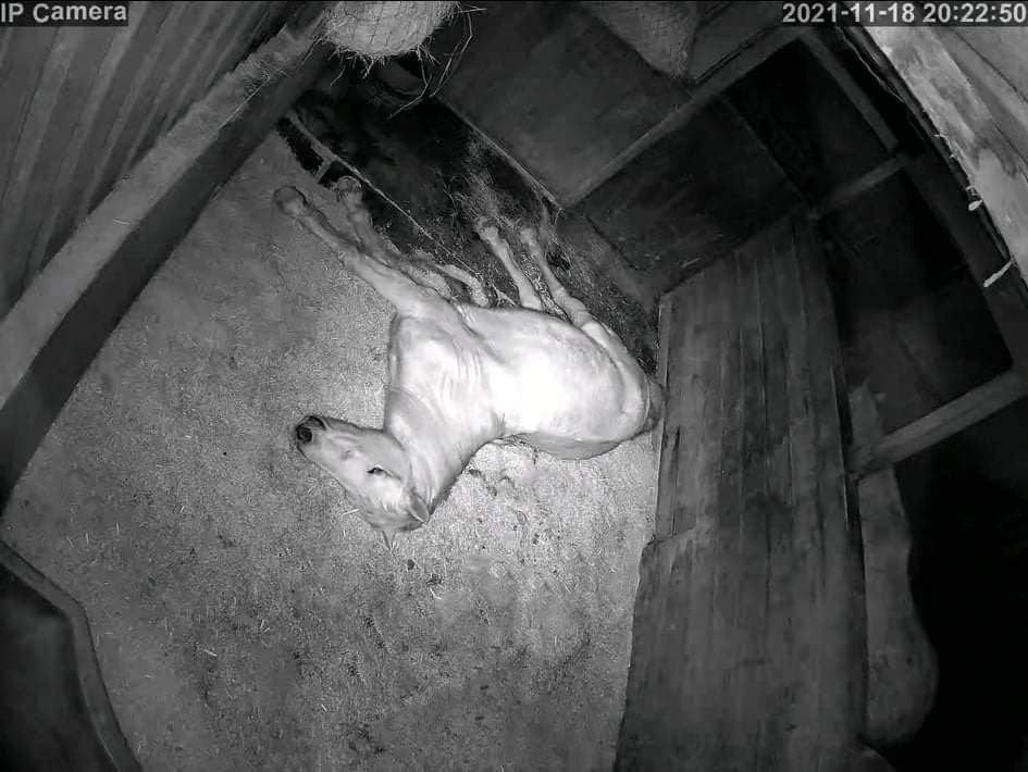 Horses And Foaling - Image 39