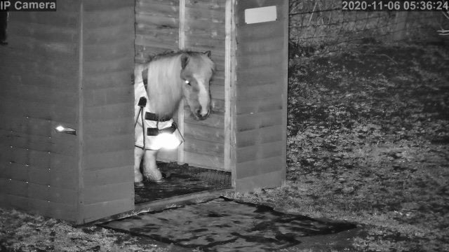 Horses And Foaling - Image 42