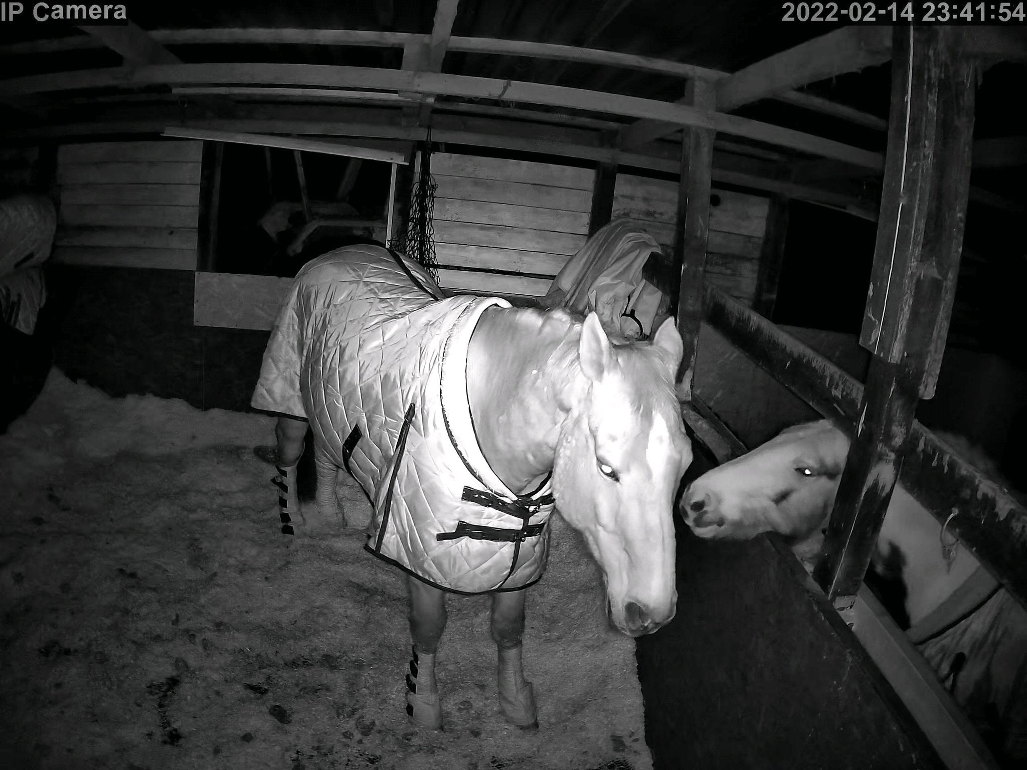 Horses And Foaling - Image 43