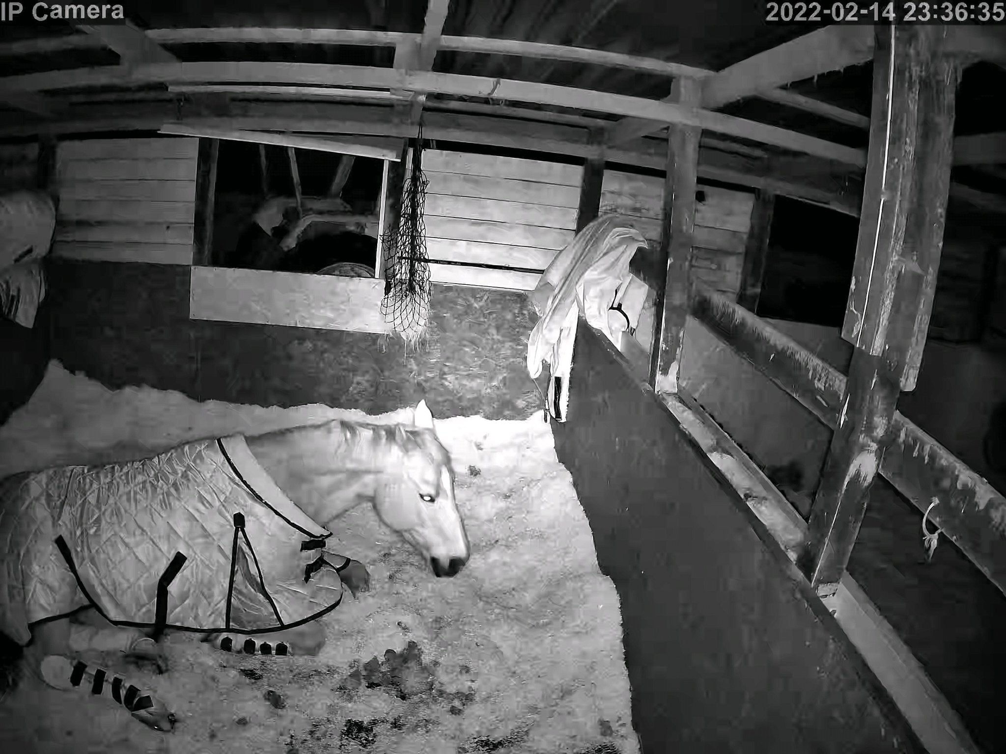 Horses And Foaling - Image 44