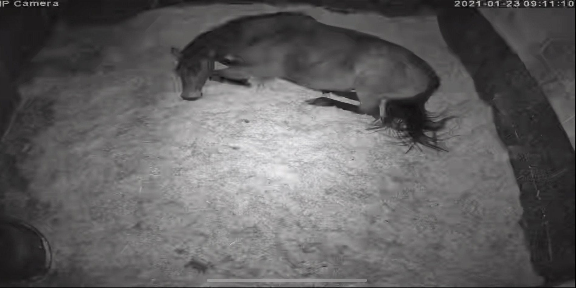 Horses And Foaling - Image 45