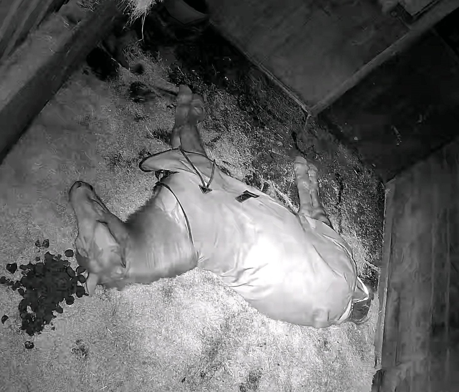Horses And Foaling - Image 46