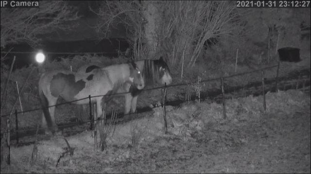 Horses And Foaling - Image 48