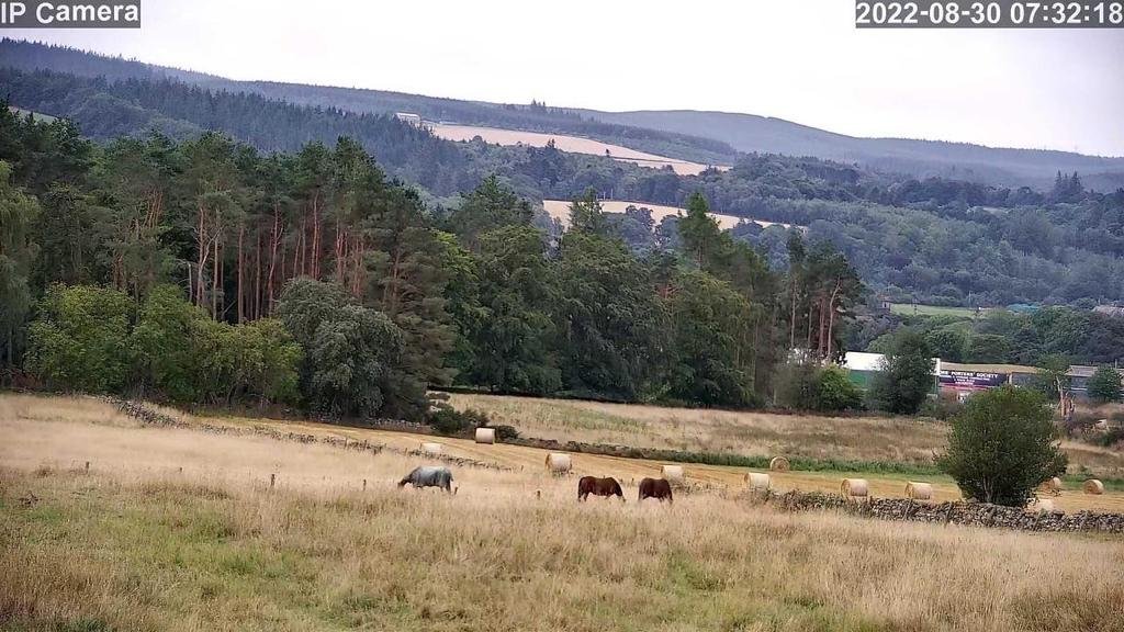 Horses And Foaling - Image 49
