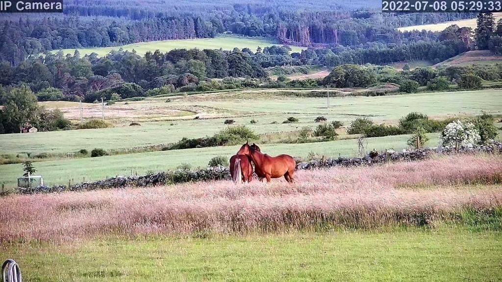 Horses And Foaling - Image 50