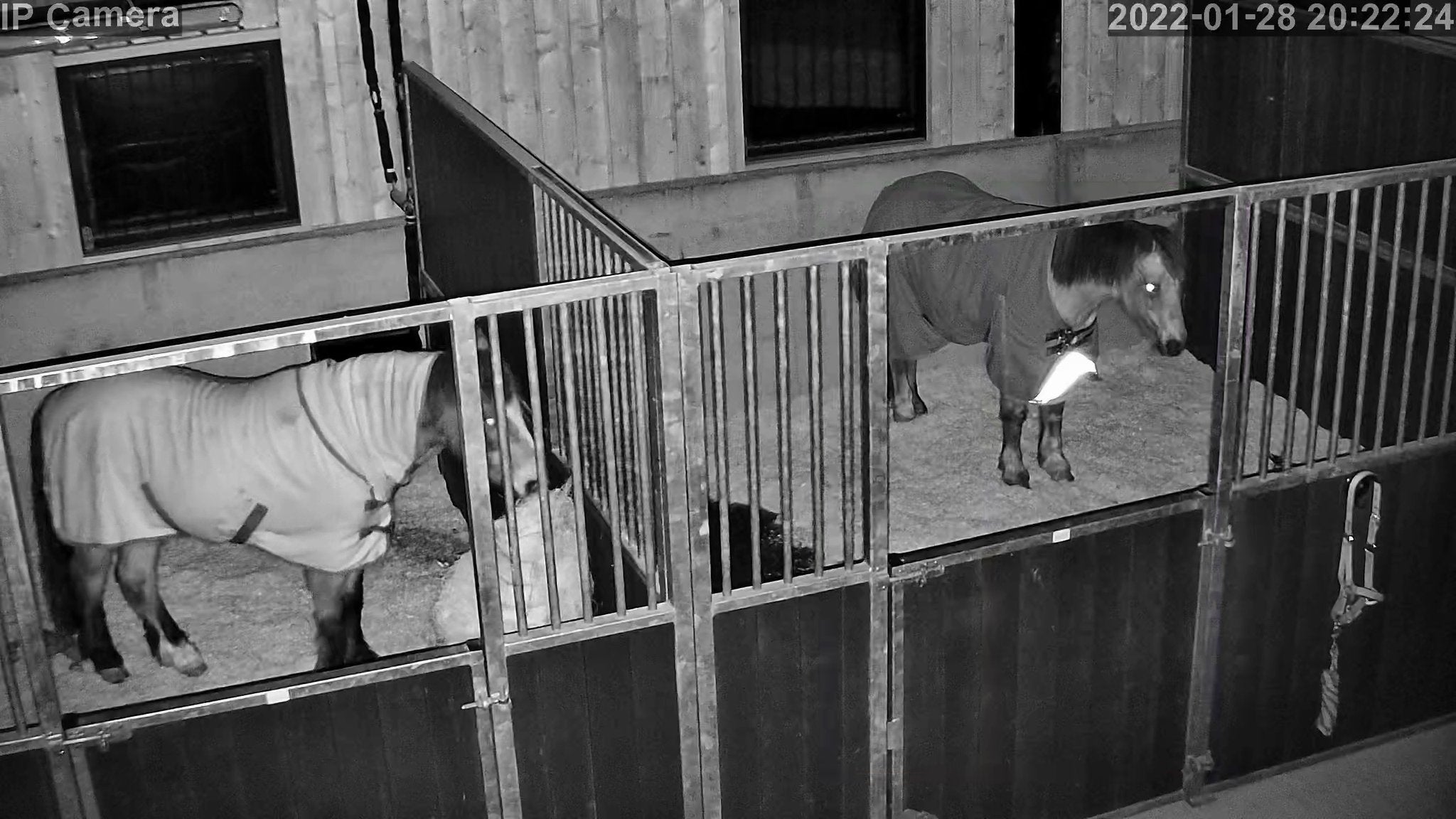 Horses And Foaling - Image 51