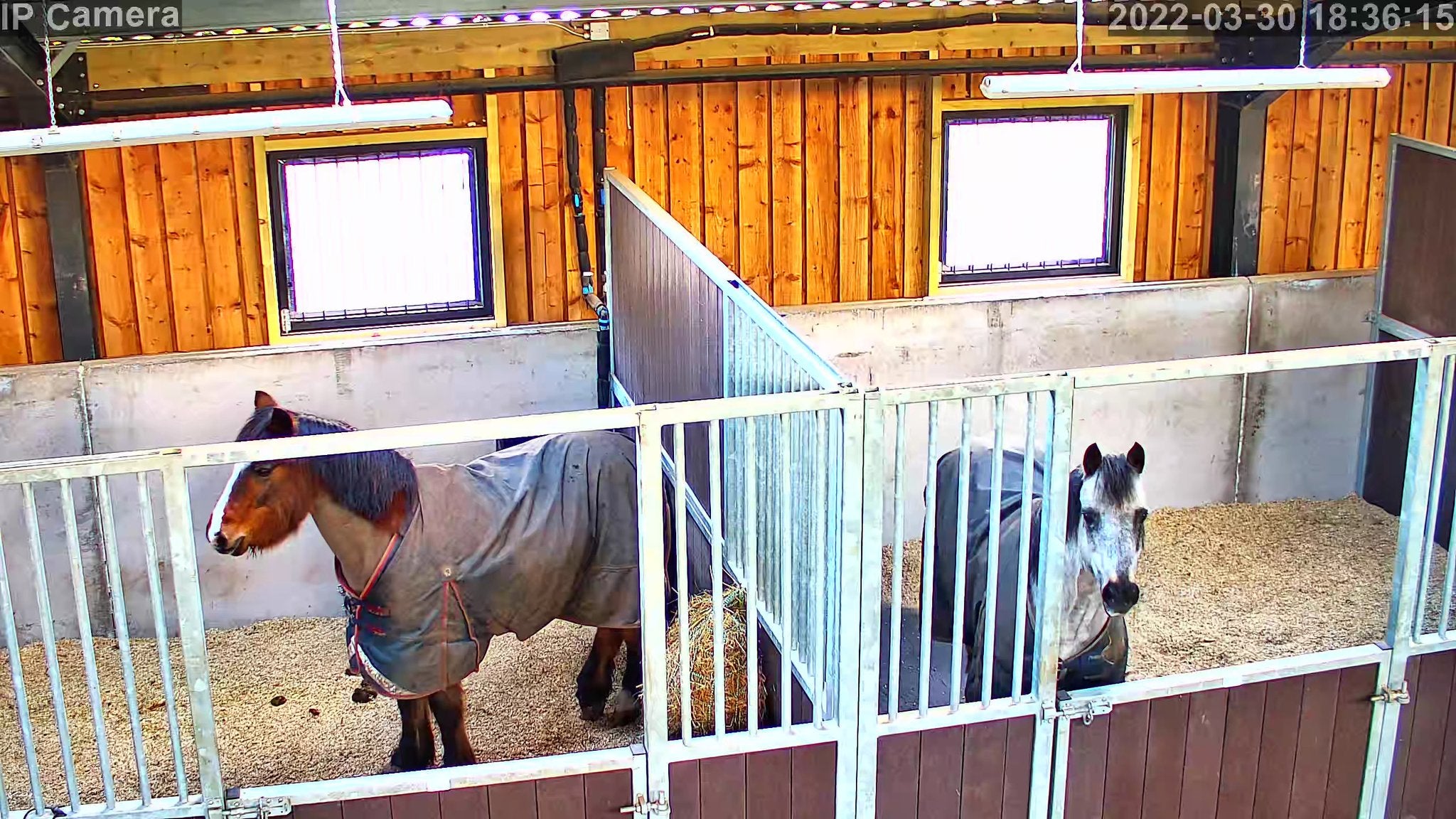 Horses And Foaling - Image 52