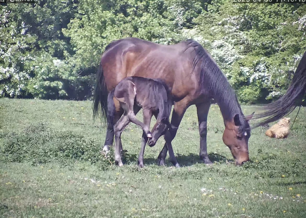 Horses And Foaling - Image 53