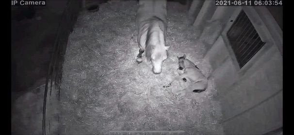 Horses And Foaling - Image 54