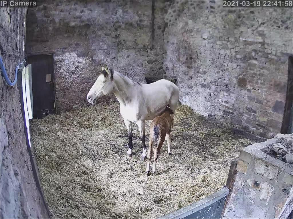 Horses And Foaling - Image 55