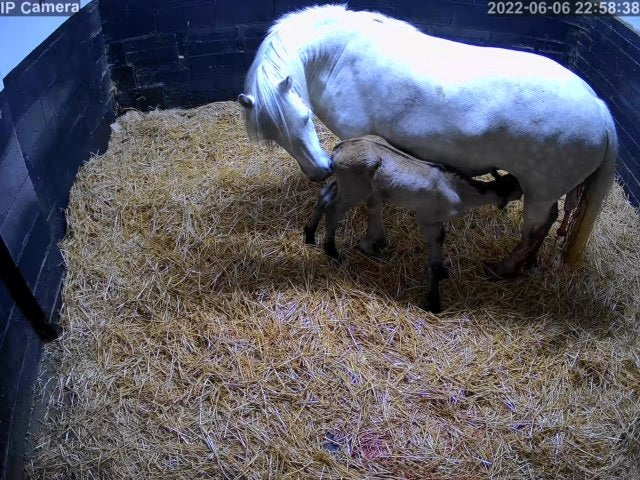Horses And Foaling - Image 56