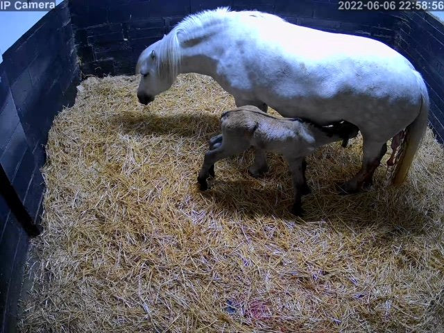 Horses And Foaling - Image 57